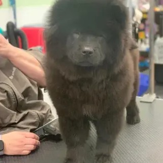 A freshly groomed DesiLu's client, photo 14