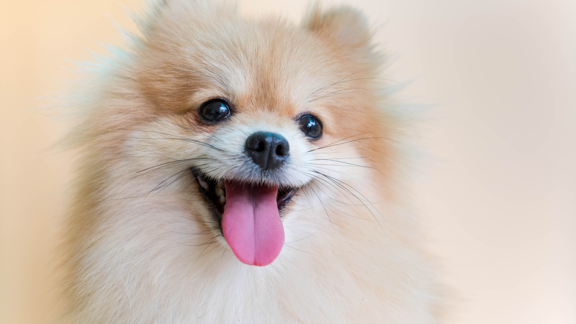 Full-Service Dog Grooming
