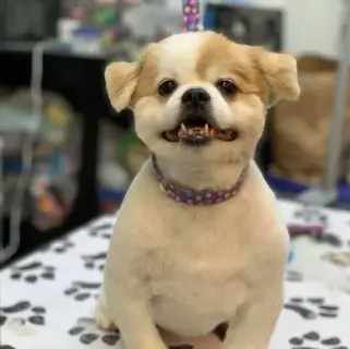 A freshly groomed DesiLu's client, photo 21