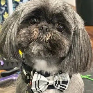 A freshly groomed DesiLu's client, photo 1