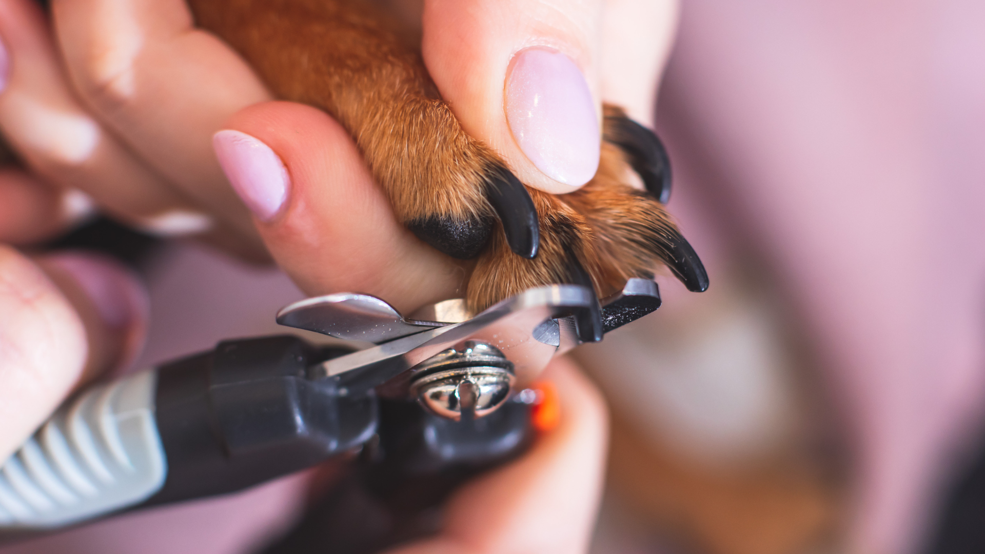 Nail Trimming & Filing