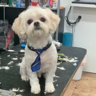 A freshly groomed DesiLu's client, photo 24