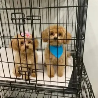 A freshly groomed DesiLu's client, photo 18