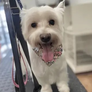 A freshly groomed DesiLu's client, photo 27
