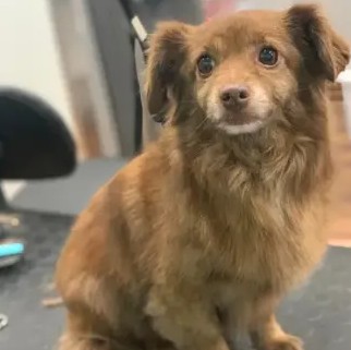 A freshly groomed DesiLu's client, photo 17