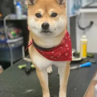 A freshly groomed DesiLu's client, photo 12