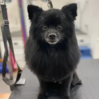 A freshly groomed DesiLu's client, photo 25