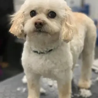 A freshly groomed DesiLu's client, photo 10