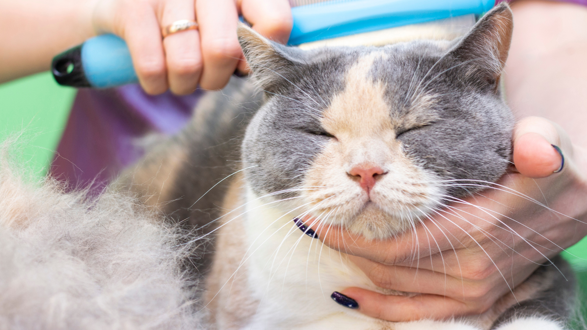 Cat Grooming
