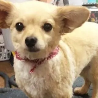 A freshly groomed DesiLu's client, photo 23