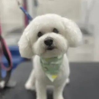 A freshly groomed DesiLu's client, photo 30