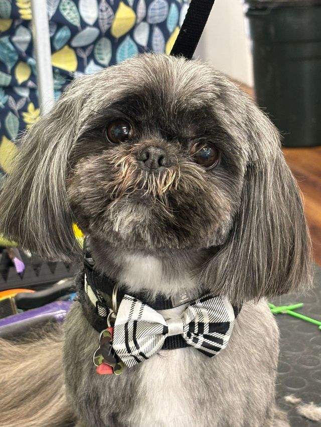 A freshly groomed pup in a bow tie