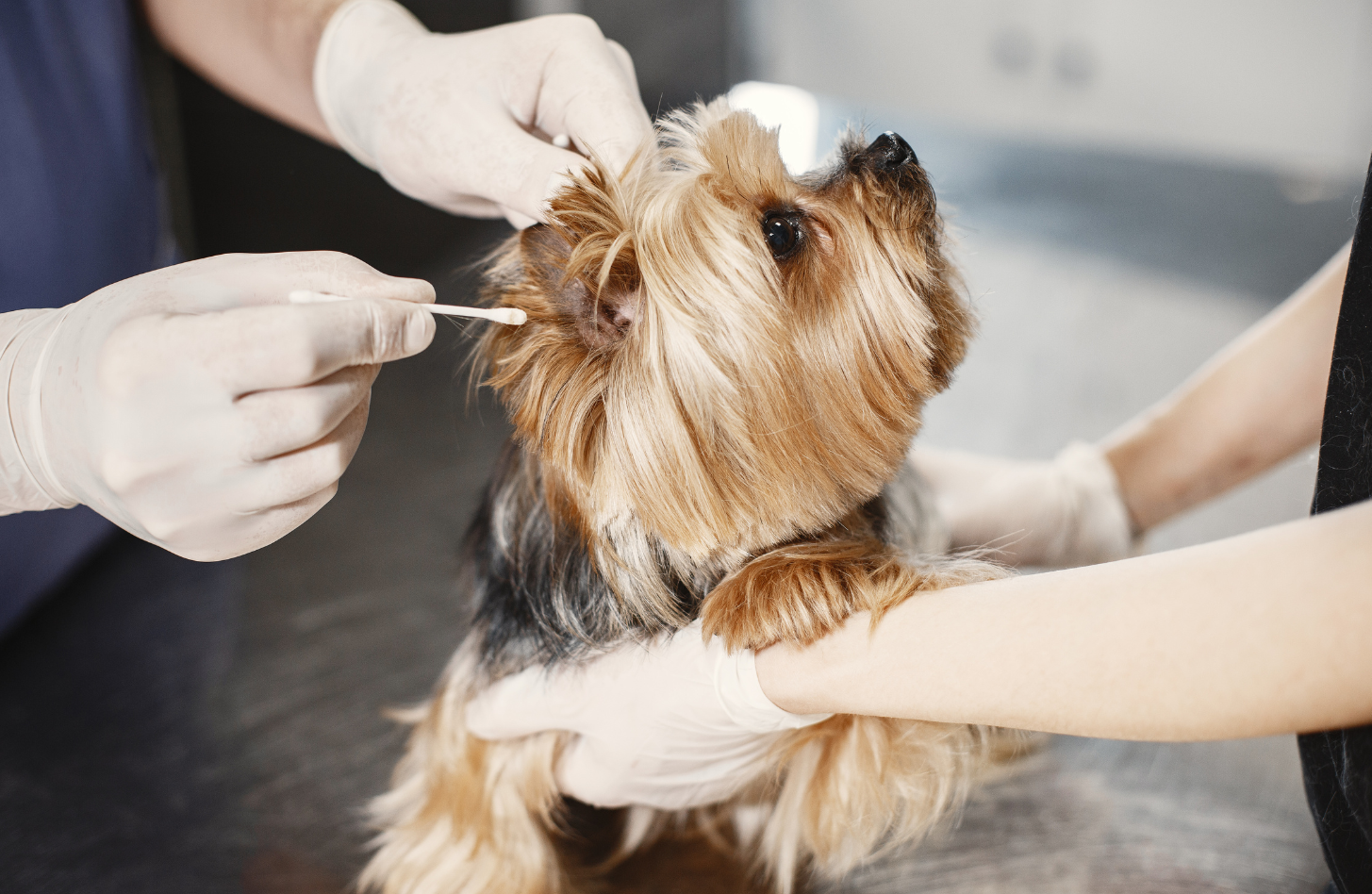 Ear Cleaning