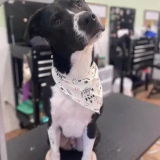 A freshly groomed DesiLu's client, photo 9