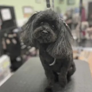 A freshly groomed DesiLu's client, photo 29