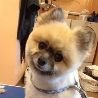 A freshly groomed DesiLu's client, photo 4