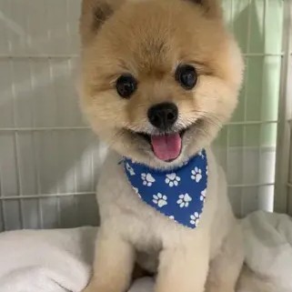 A freshly groomed DesiLu's client, photo 26