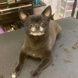 A freshly groomed DesiLu's client, photo 11