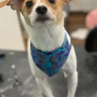 A freshly groomed DesiLu's client, photo 3