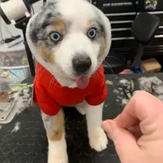 A freshly groomed DesiLu's client, photo 22