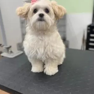 A freshly groomed DesiLu's client, photo 19