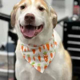 A freshly groomed DesiLu's client, photo 7