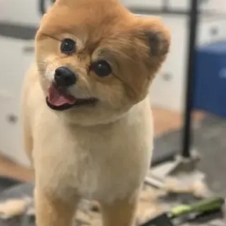 A freshly groomed DesiLu's client, photo 20