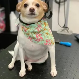 A freshly groomed DesiLu's client, photo 16
