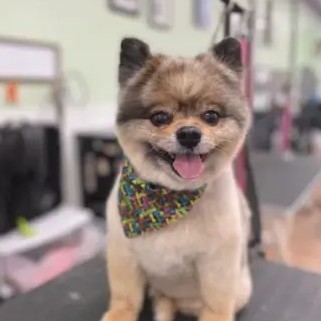 A freshly groomed DesiLu's client, photo 28