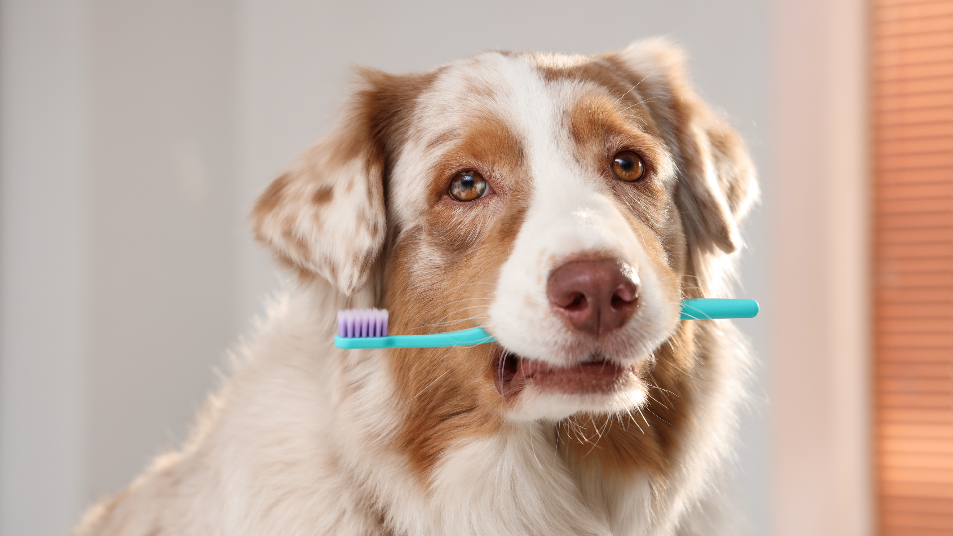 Teeth Brushing