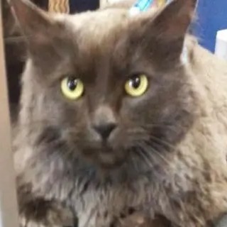 A freshly groomed DesiLu's client, photo 6