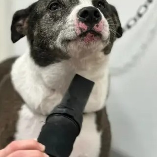A freshly groomed DesiLu's client, photo 5