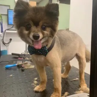 A freshly groomed DesiLu's client, photo 13